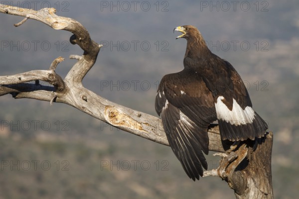 Golden Eagle (Aquila chrysaetos) immature, first winter plumage eating a rabbit, Castile and Leon, Spain