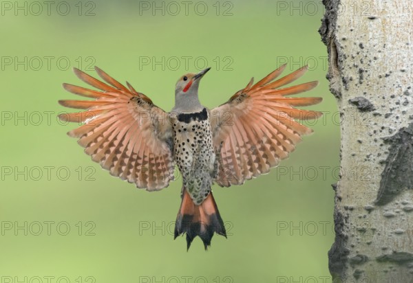Northern Flicker (Colaptes auratus) male approaching nest hole, British Columbia, Canada