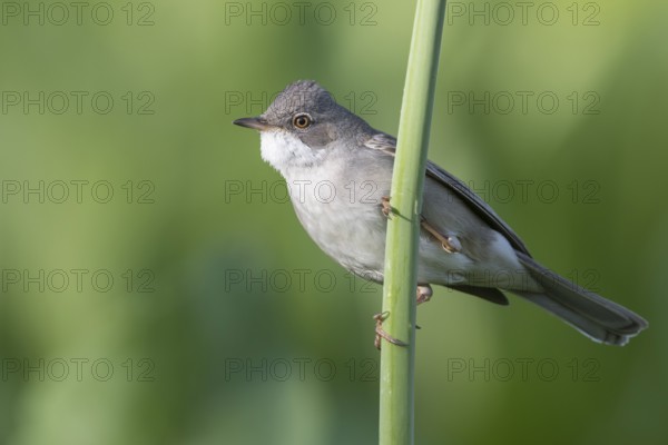Common Whitethroat - Dorngrasmücke - Sylvia communis ssp. rubicola, Kyrgyzstan, adult male