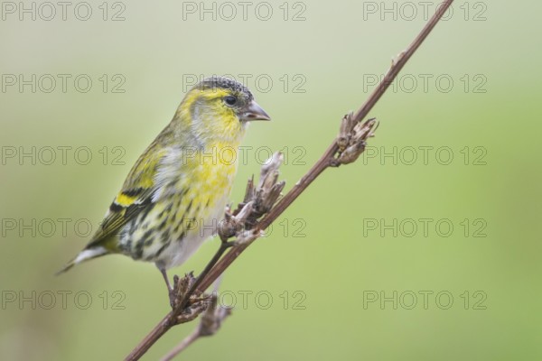 Eurasian Siskin - Erlenzeisig - Carduelis spinus, 1st cy male, Germany