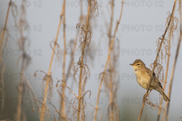 Booted Warbler - Buschspötter - Iduna caligata, Russia (Ural)