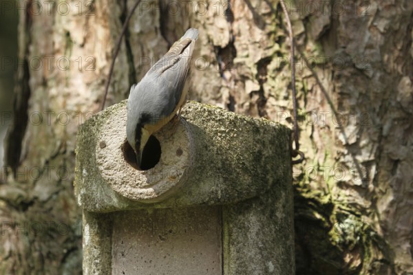 Eurasian Nuthatch (Sitta europaea), Lower Saxony, Germany