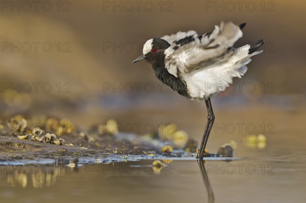 Blacksmith Lapwing (Vanellus armatus) shaking feathers, Botswana