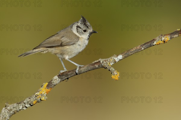 European Crested Tit (Lophophanes cristatus) perched on lichen branch, Andalusia, Spain