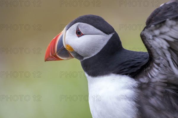 Atlantic Puffin (Fratercula arctica), Saltee Islands, Ireland
