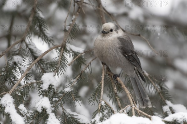 Grey Jay (Perisoreus canadensis) perched on a snowy branch, Wyoming, USA