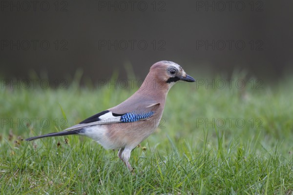 Eurasian Jay (Garrulus glandarius) perched on the ground, Poland