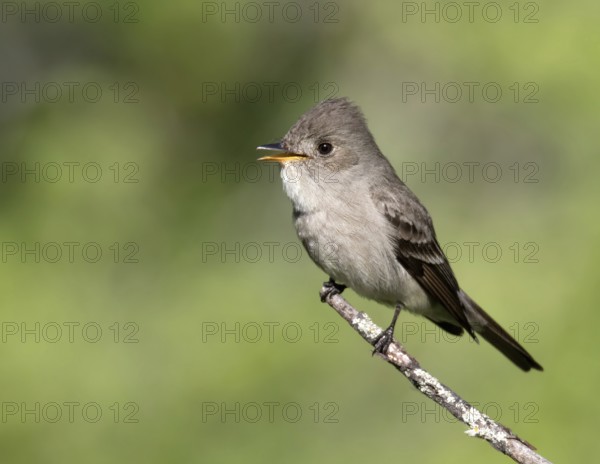 A Western Wood Pewee, Contopus sordidulus, perched at Cypress Hills Interprovincial Park, Saskatchewan