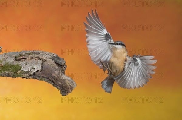 Eurasian Nuthatch (Sitta europaea) landing on a branch, Aosta Valley, Italy
