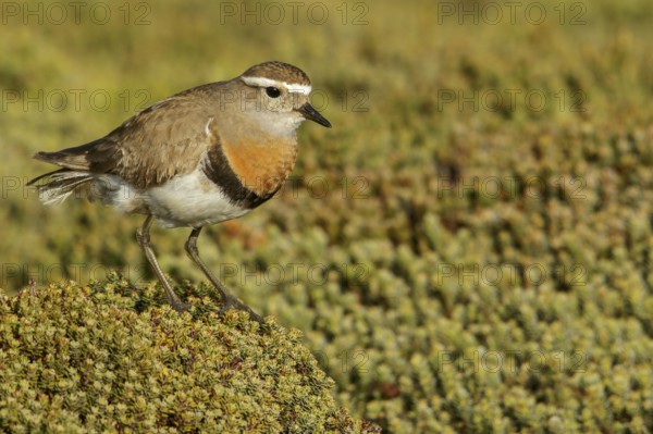 Rufous-chested Dotterel (Charadrius modestus) on the ground in the Falkland Islands
