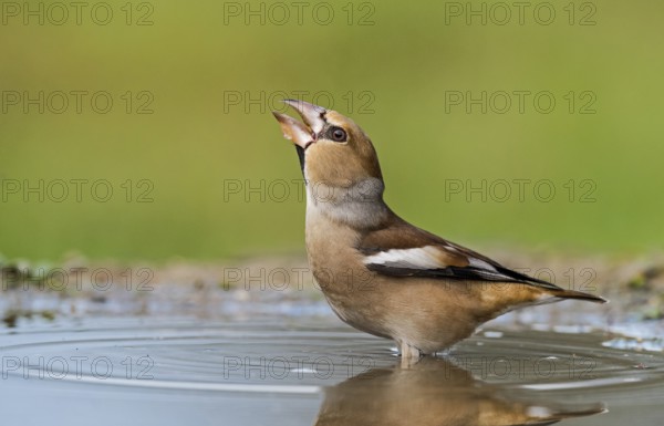 Hawfinch (Coccothraustes coccothraustes) male drinking at waterhole, Aosta Valley, Italy