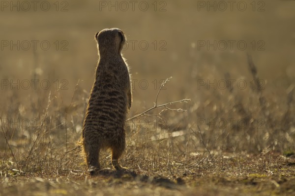 Meerkat (Suricata suricatta) stand watch and searching distance in grassland, Castile-La Mancha, Spain
