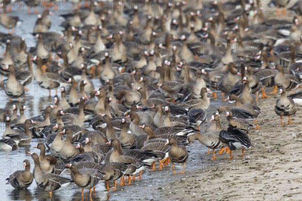 Greater White-fronted Goose (Anser albifrons) huge flock resting in water, North Rhine-Westphalia, Germany