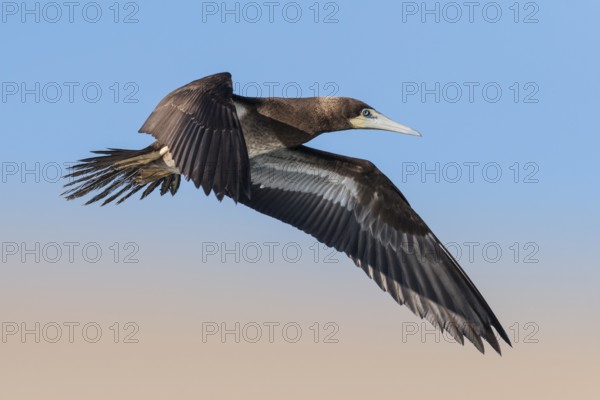 Brown Booby (Sula leucogaster) flying, Eilat, Israel