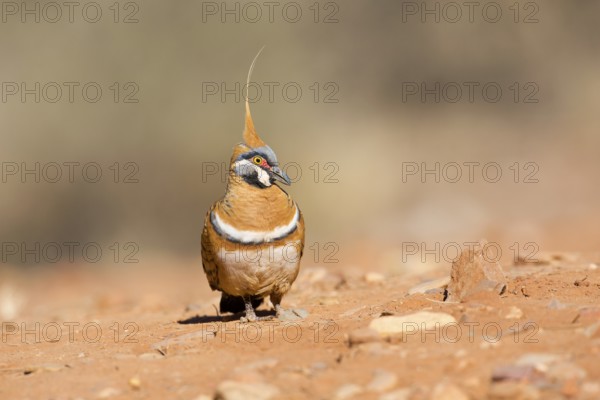 Spinifex Pigeon (Geophaps plumifera) perched on the ground, Northern Territory, Australia