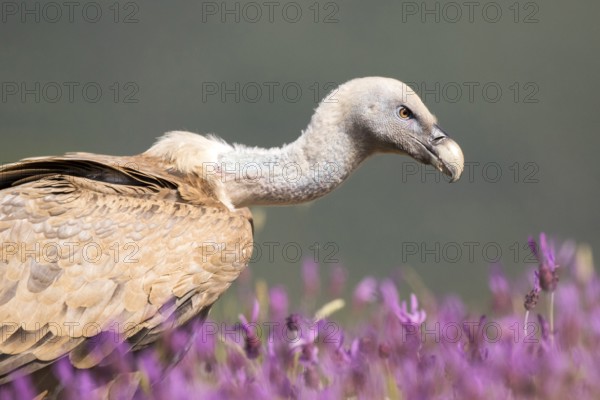 Griffon Vulture (Gyps fulvus) in field, Madrid, Spain