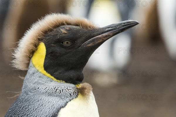 King Penguin (Aptenodytes patagonicus) juvenile, Falkland Islands