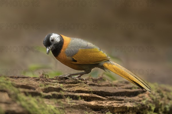 Collared Laughingthrush (Trochalopteron yersini), Bidoup National Park, Vietnam