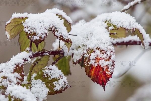 Schneebedeckte Blätter der Hunds-Rose (Rosa canina) in bunten Farben im Winter, Baden-Württemberg, Deutschland