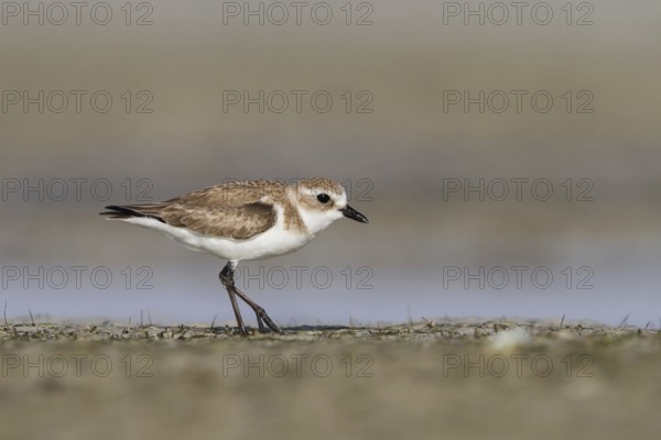 Lesser Sand Plover (Charadrius mongolus) foraging, Oman