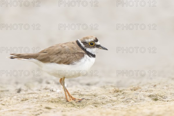 Little Ringed Plover, Little Ringed Plover, (Charadrius dubius), adult bird standing on sandy ground, wildlife, nature photography, plover family, Illmitz, Lake Neusiedl National Park, Burgenland, Austria