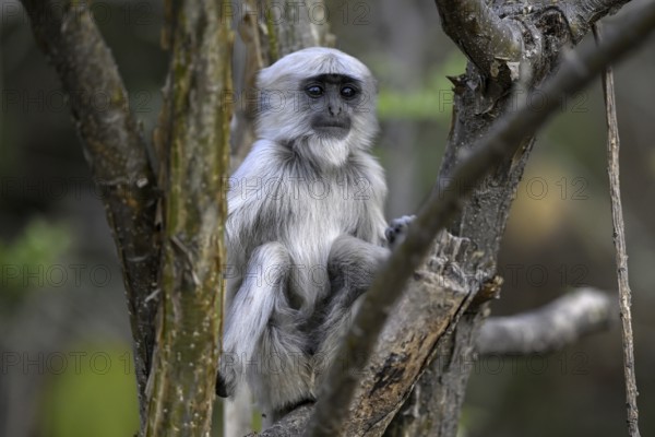 Terai grey langur (Semnopithecus hector), juvenile, portrait, Corbett National Park, near Ramnagar, Uttarakhand State, India