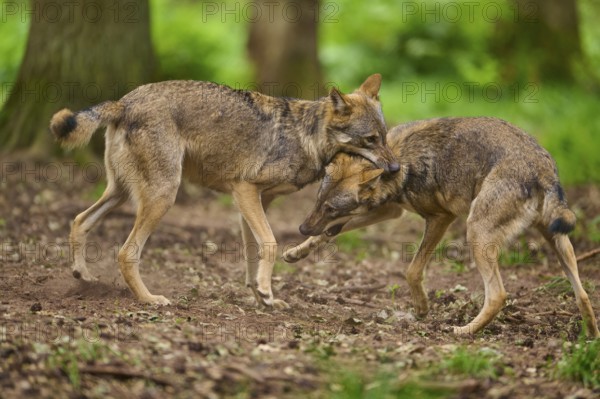 Two wolves playfully fighting together in a wooded area, Wolf (Canis Lupus), Germany