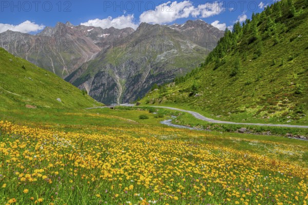 Blooming mountain meadow on the Ötztal glacier road, Sölden, Ötztal, Ötztal Alps, Tyrol, Austria