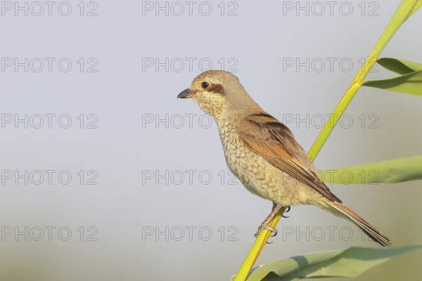 Red-backed shrike (Lanius collurio), female sitting on a reed stalk, looking for prey, wildlife, migratory bird, animals, birds, Ziggsee, Lake Neusiedl-Seewinkel National Park, Burgenland, Austria