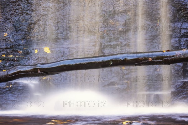 Tree trunk by a waterfall at a rock face with autumn leaves floating in the water