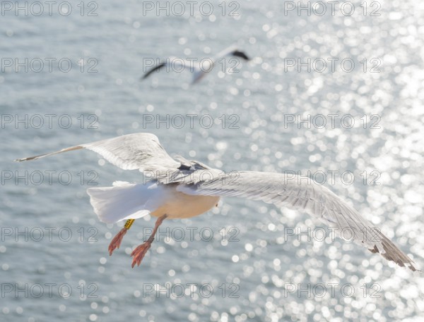 A herring gull (Larus argentatus), tagged and ringed, GPS transmitter placed on the back by scientists, research of flight routes, bird migration, habitat, behavioural research, ornithology, tagging, tagging, metal ring and colour ring, flying over shiny sea, illuminated, sunlight, northern gannet (Morus bassanus, Syn.Sula bassana) in the background, sunny, bright, coast, the water of the North Sea with bokeh in the background, Lummenfelsen, North Sea island Helgoland, Schleswig-Holstein, Germany