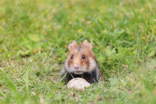A European hamster (Cricetus cricetus) leaves his burrow