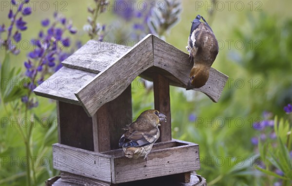 Hawfinch (Coccothraustes coccothraustes) Chicks at the birdhouse