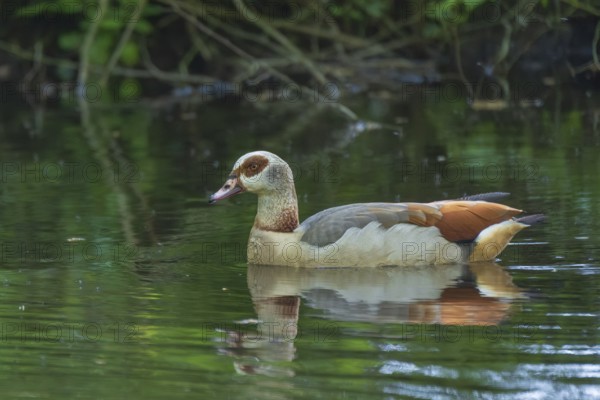 A Nile Goose (Alopochen aegyptiaca) swimming on a pond in the forest, animal photo, nature photo, wildlife, fauna, Neustadt am Rübenberge, Hanover Region, Lower Saxony, Germany
