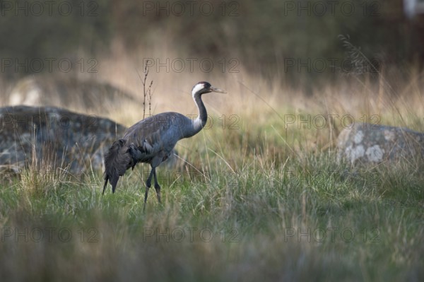 In its natural environment... Common crane (Grus grus) in its breeding territory in Sweden walking through a meadow near the edge of a forest in search of food, beautiful light, beautiful surroundings, wildlife, native nature, southern Sweden, Sweden, Scandinavia, northern Europe