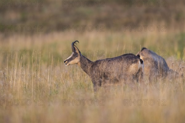 Chamois (Rupicapra rupicapra) on a meadow in the Vosges Mountains, wildlife, France