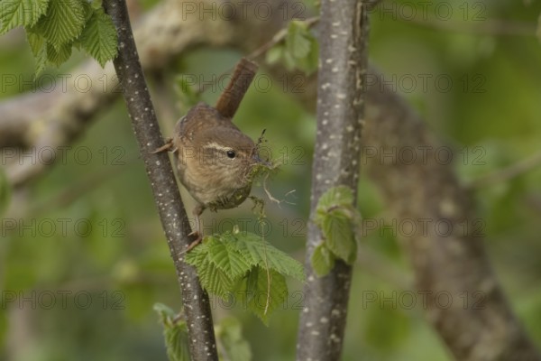 Eurasian wren (Troglodytes troglodytes) adult garden bird with nesting material in its beak in a hazel tree, England, United Kingdom