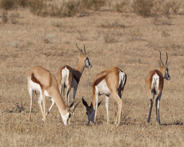 Springboks (Antidorcas marsupialis), group of adults, feeding on dry grass, alert, Kalahari desert, Kgalagadi Transfrontier Park, Northern Cape, South Africa