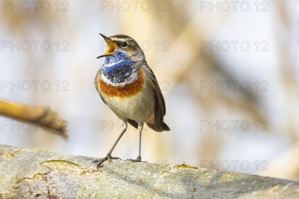 Bluethroat (Luscinia svecica cyanecula) ml Germany