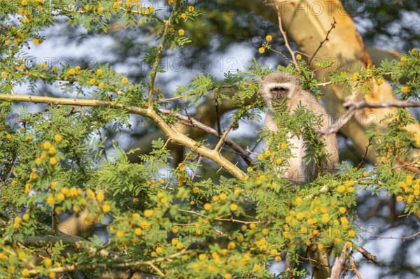 Southern vervet monkey (Chlorocebus pygerythrus) sitting in a flowering tree, eating yellow flowers of an acacia tree, Kruger National Park, South Africa
