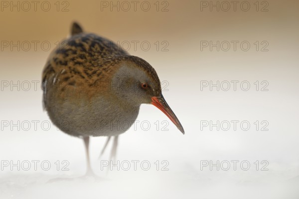 Water rail (Rallus aquaticus) in frosty, harsh winter, resident bird, not migratory, foraging in the snow, highly endangered species due to habitat loss, shy, secretive, native birdlife, wildlife, nature, wildlife, Germany