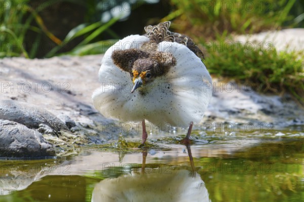 A bird with its reflection in the water, ruff (Calidris pugnax, Syn.: Philomachus pugnax), courtship display, France