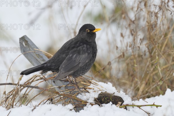 Blackbird (Turdus merula), male, in winter on snow-covered ground in the garden, Wilnsdorf, North Rhine-Westphalia, Germany
