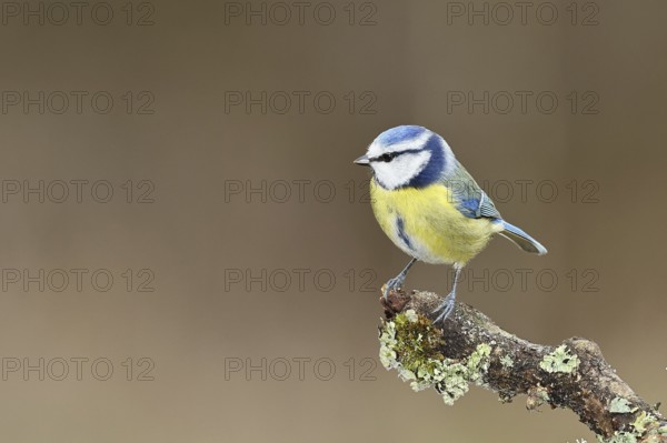 Blue tit (Parus caeruleus), sitting on a branch overgrown with lichen, Wilnsdorf, North Rhine-Westphalia, Germany