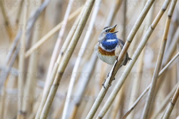 Bluethroat (Luscinia svecica cyanecula) ml Germany