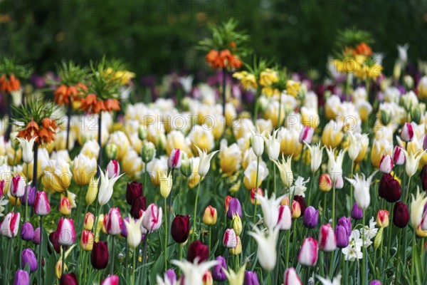 Different coloured tulips (Tulipa), colourful tulip bed, Keukenhof gardens, Lisse, Bollenstreek, South Holland, Netherlands