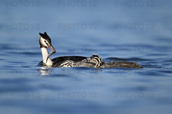 Great Crested Grebe (Podiceps Scalloped ribbonfish), feeding a chick with fish, swimming in the water, Lake Zug, Canton Zug, Switzerland