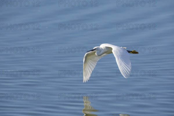 Little Egret (Egretta garzetta) Germany