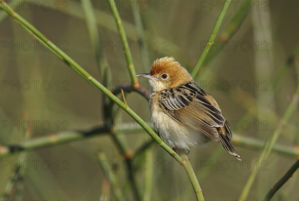 Golden-headed Cisticola (Cisticola exilis) male, Victoria, Australia