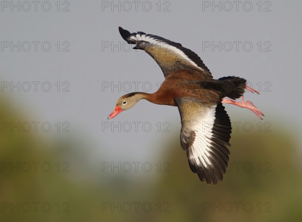 Black-bellied Whistling Duck (Dendrocygna autumnalis) flying, Florida, USA